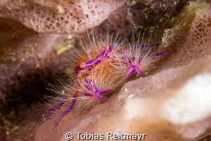 Hairy Squat Lobster, Coral Garden, Puerto Galera by Tobias Reitmayr 